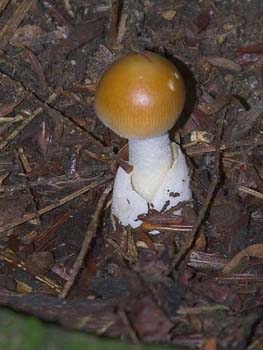 fungi001