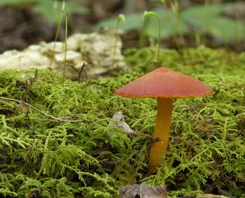fungi002