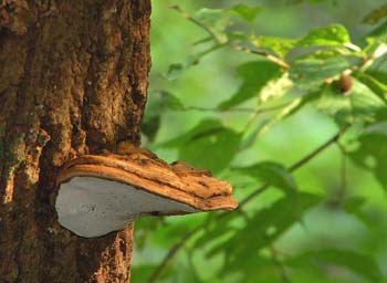 fungi003