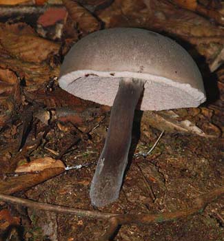 fungi005