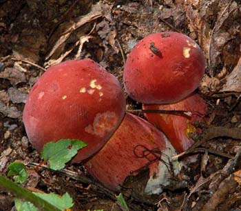 fungi007