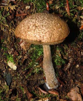 fungi008