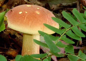fungi009