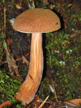fungi010