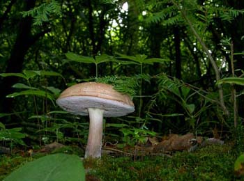 fungi011