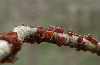 fungi012