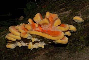 fungi013