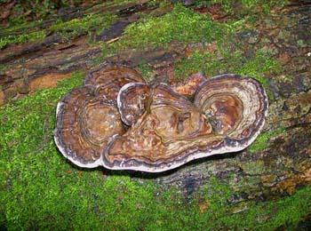fungi014