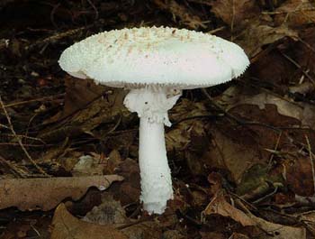 fungi016