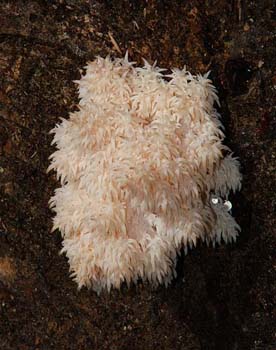 fungi017
