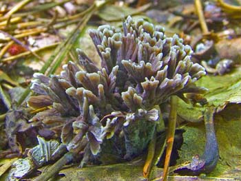 fungi018