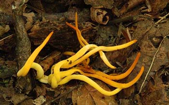 fungi019