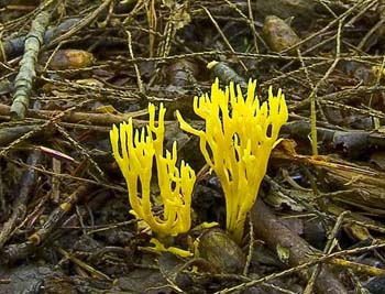 fungi021