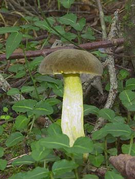 fungi023