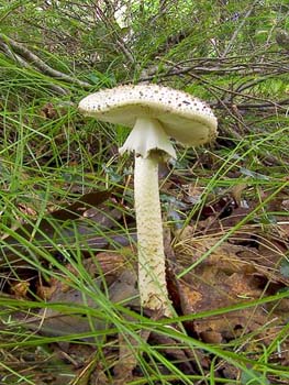 fungi024