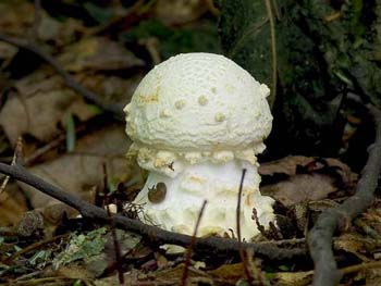 fungi025