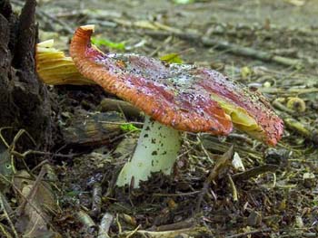 fungi026