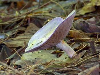 fungi027
