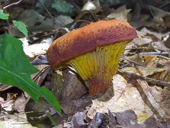 fungi028