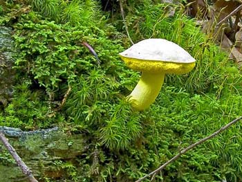 fungi029