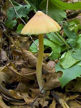 fungi030