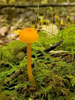 fungi031