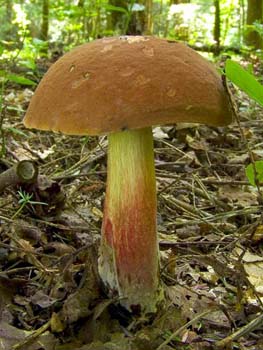 fungi032