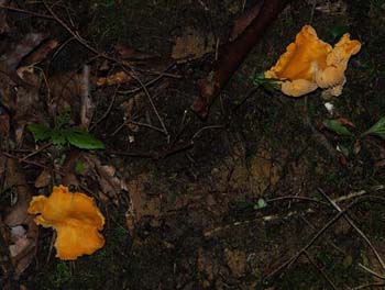 fungi034
