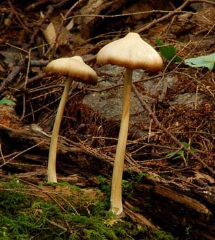 fungi037