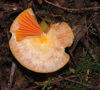 fungi038