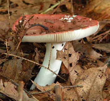 fungi039