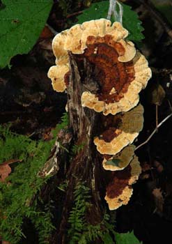 fungi040
