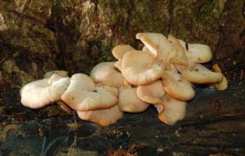 fungi043