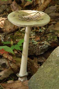 fungi045