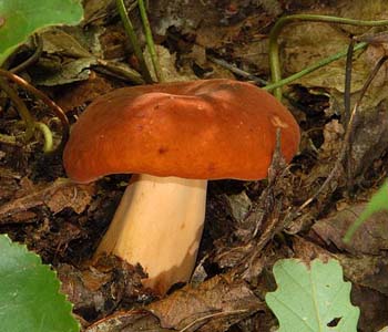 fungi046