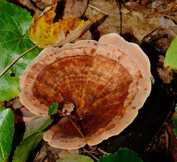 fungi047