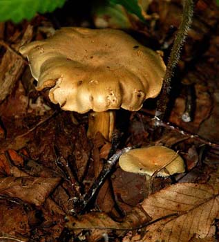 fungi048