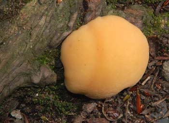fungi049