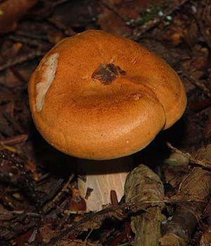 fungi050