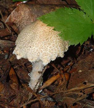 fungi051