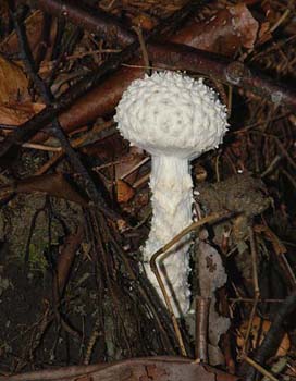 fungi052