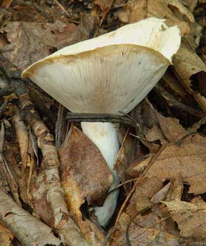 fungi053