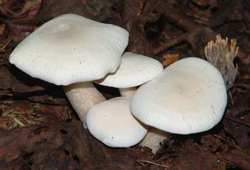 fungi054
