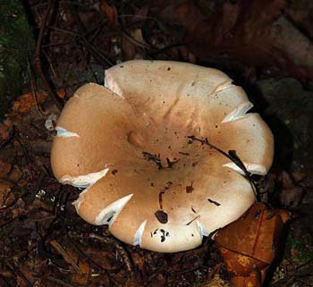 fungi055