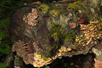 fungi056