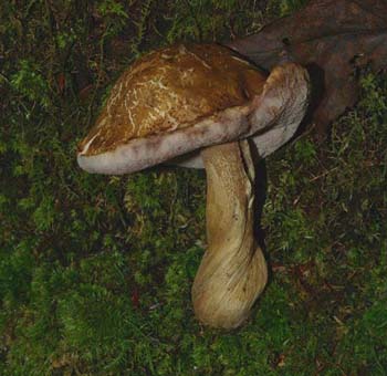 fungi057