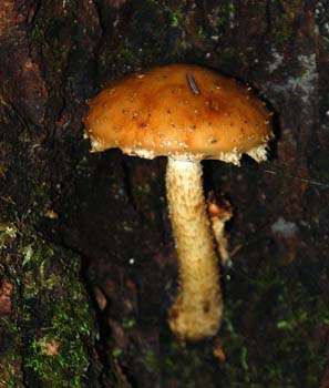 fungi058