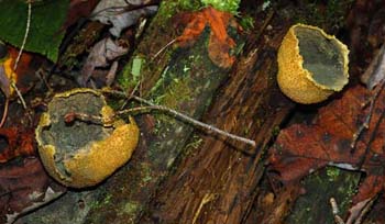 fungi060