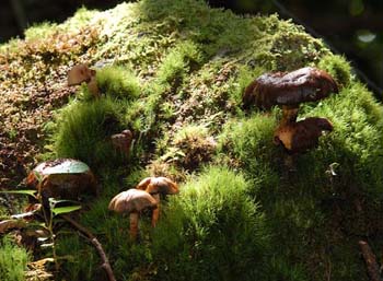 fungi061