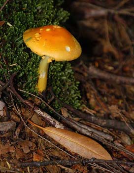fungi062